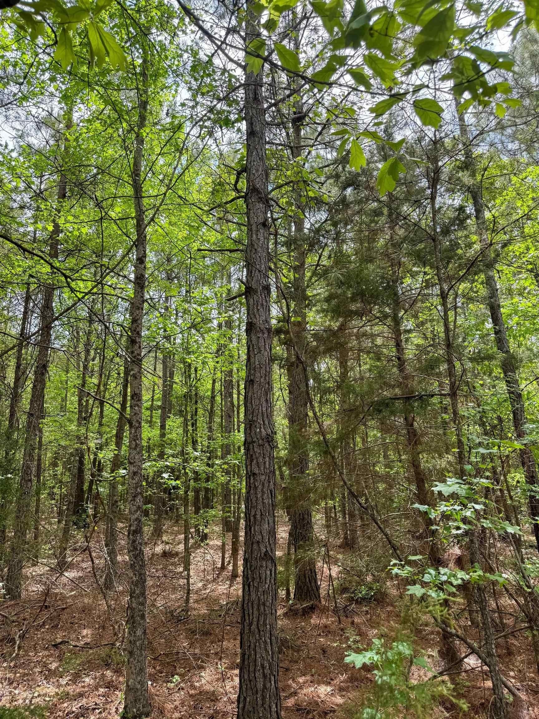4 acres in Cass County - photo 9