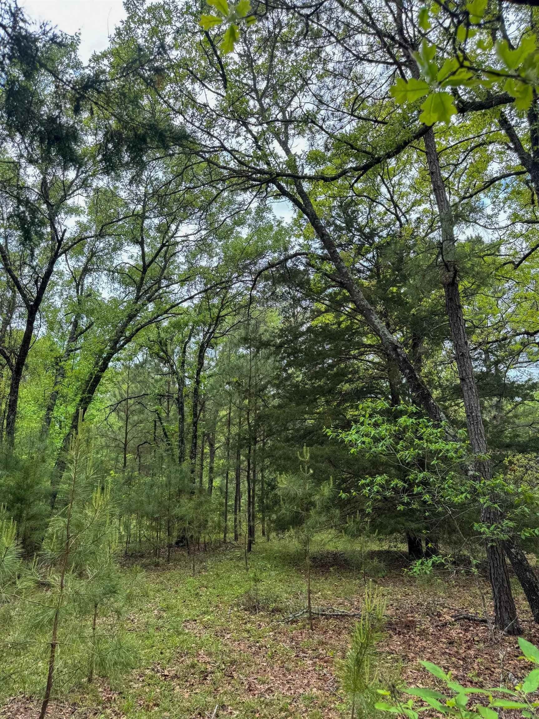 4 acres in Cass County - photo 8