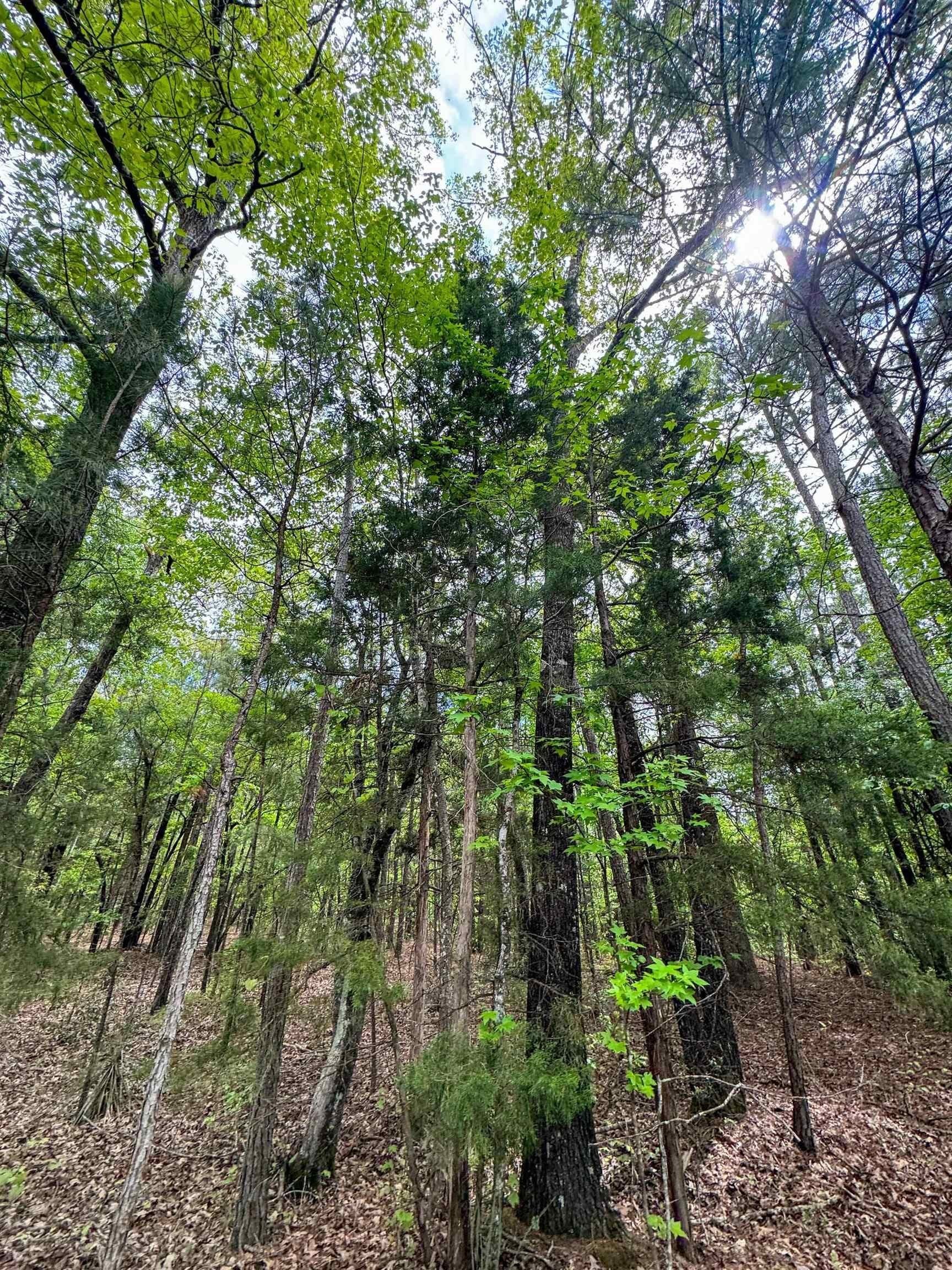 4 acres in Cass County - photo 6