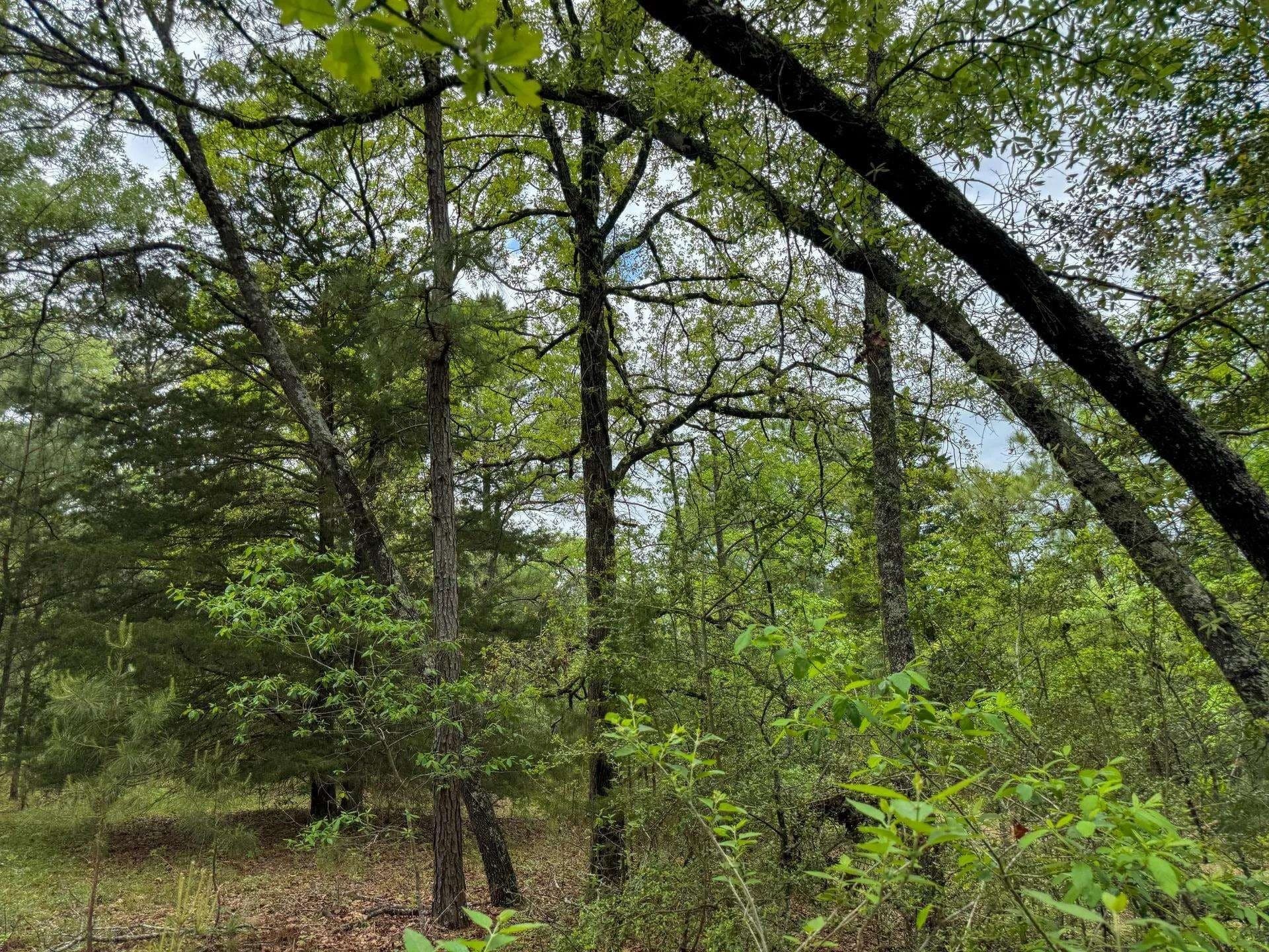 4 acres in Cass County - photo 7