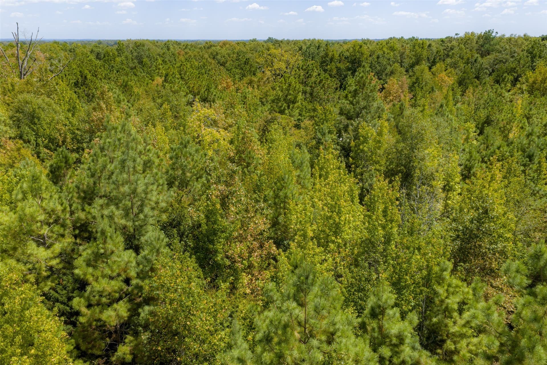 21.2 acres in Cherokee County - photo 9