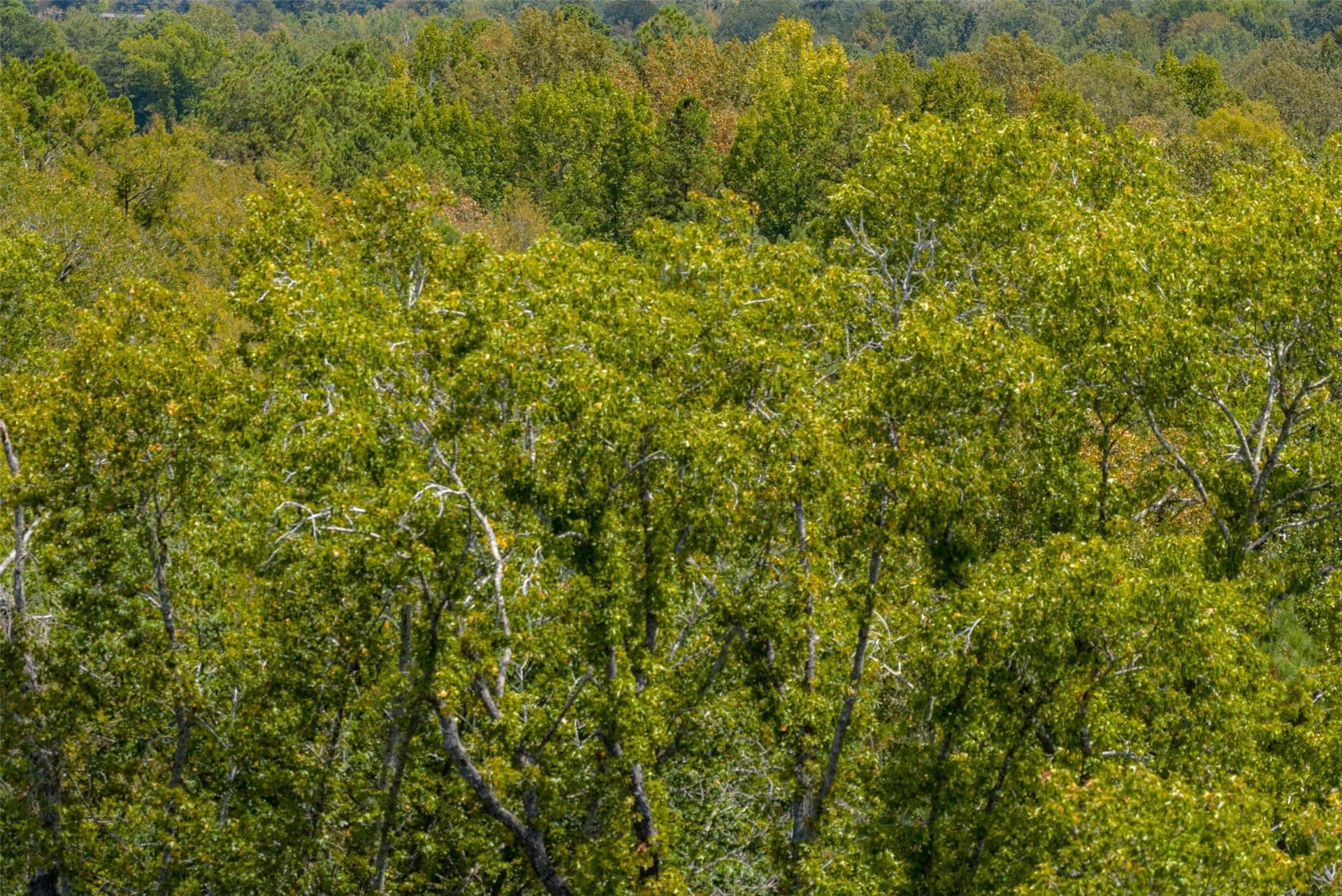 21.2 acres in Cherokee County - photo 11
