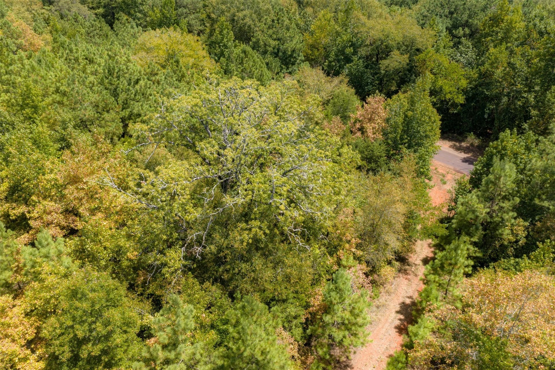 21.2 acres in Cherokee County - photo 2