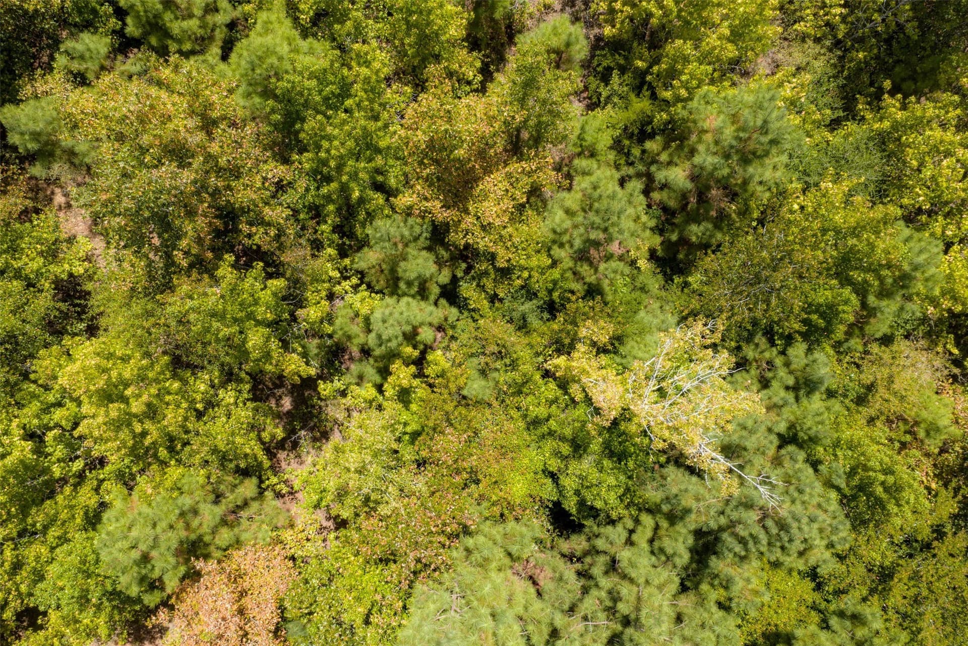 21.2 acres in Cherokee County - photo 21
