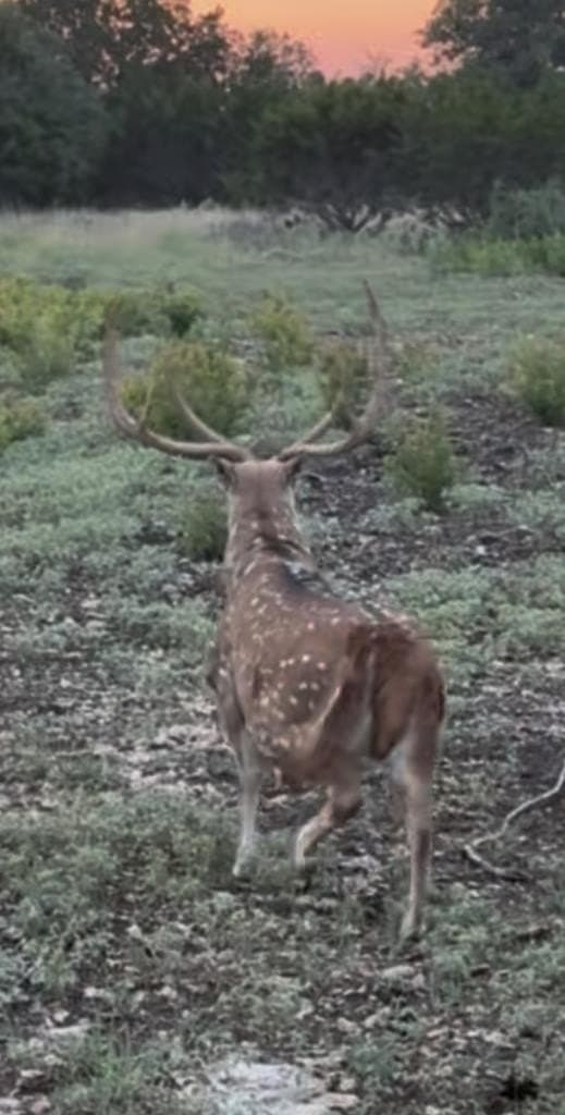 81 acres in Kerr County gallery image 4