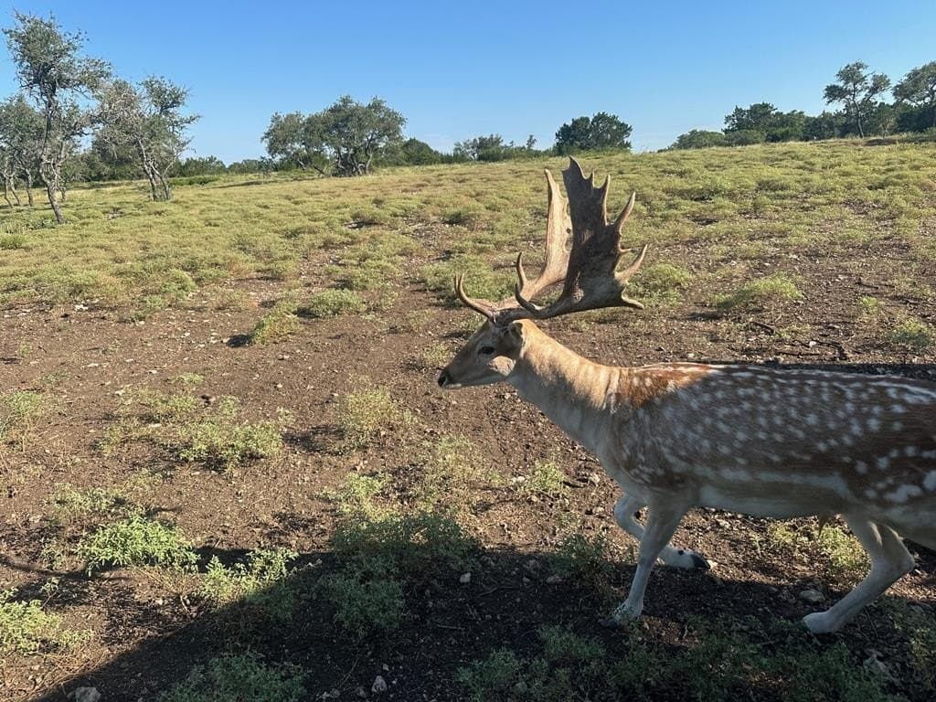 81 acres in Kerr County gallery image 2