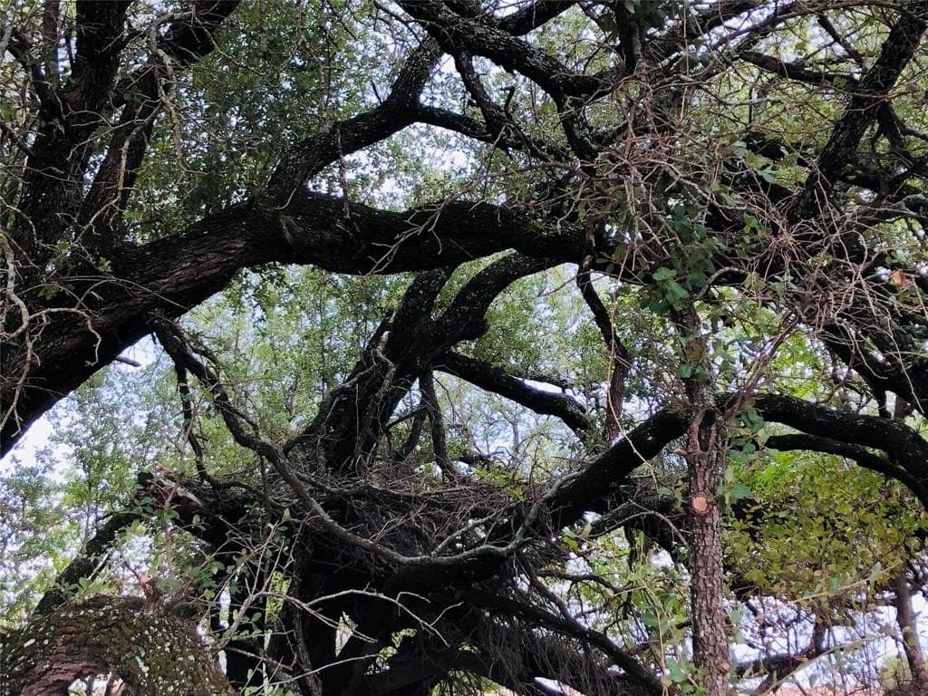 5 acres in Comanche County gallery image 4