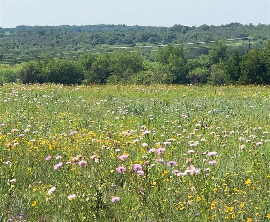 5 acres in Comanche County gallery image 3