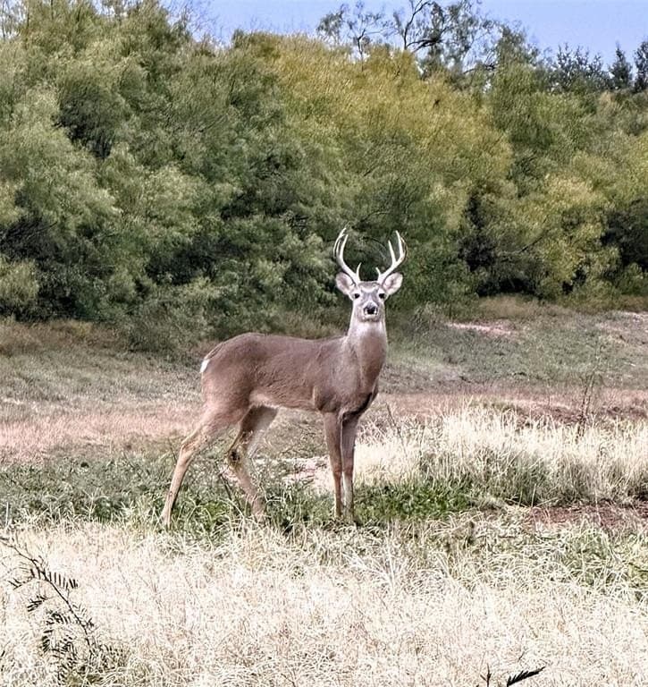 22.14 acres in Taylor County
