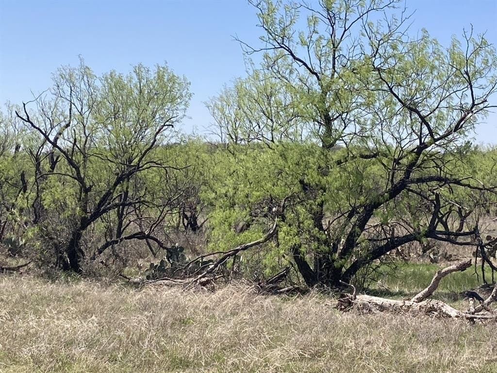 10.4 acres in Young County gallery image 3