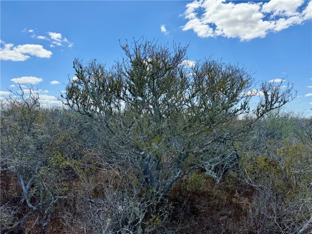 30 acres in Duval County gallery image 4