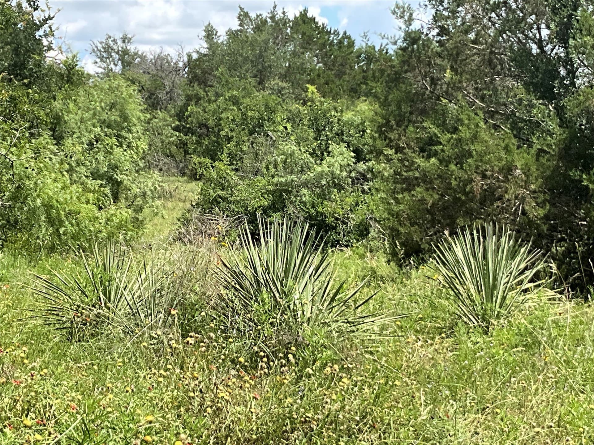 329.17 acres in Comanche County gallery image 3