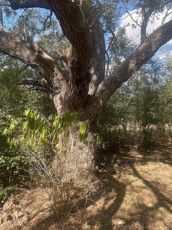29 acres in Fayette County - photo 7