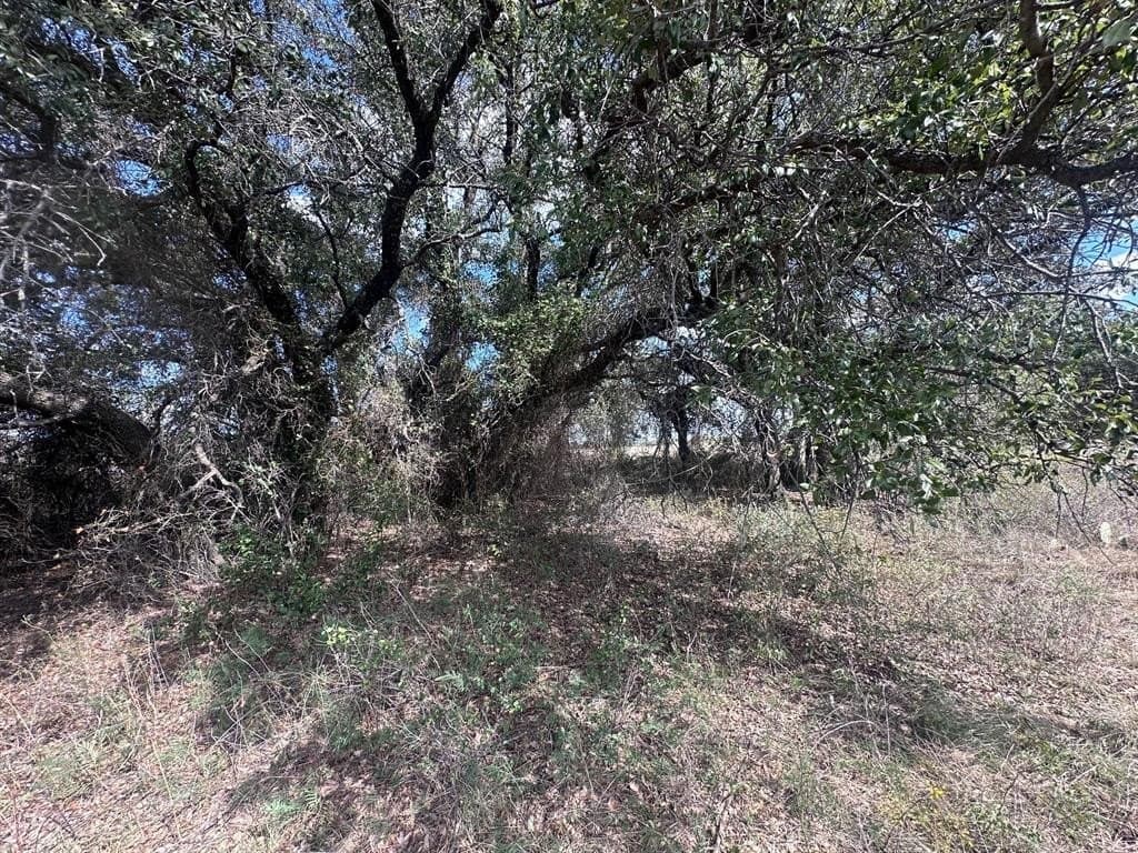 12.23 acres in Eastland County gallery image 2