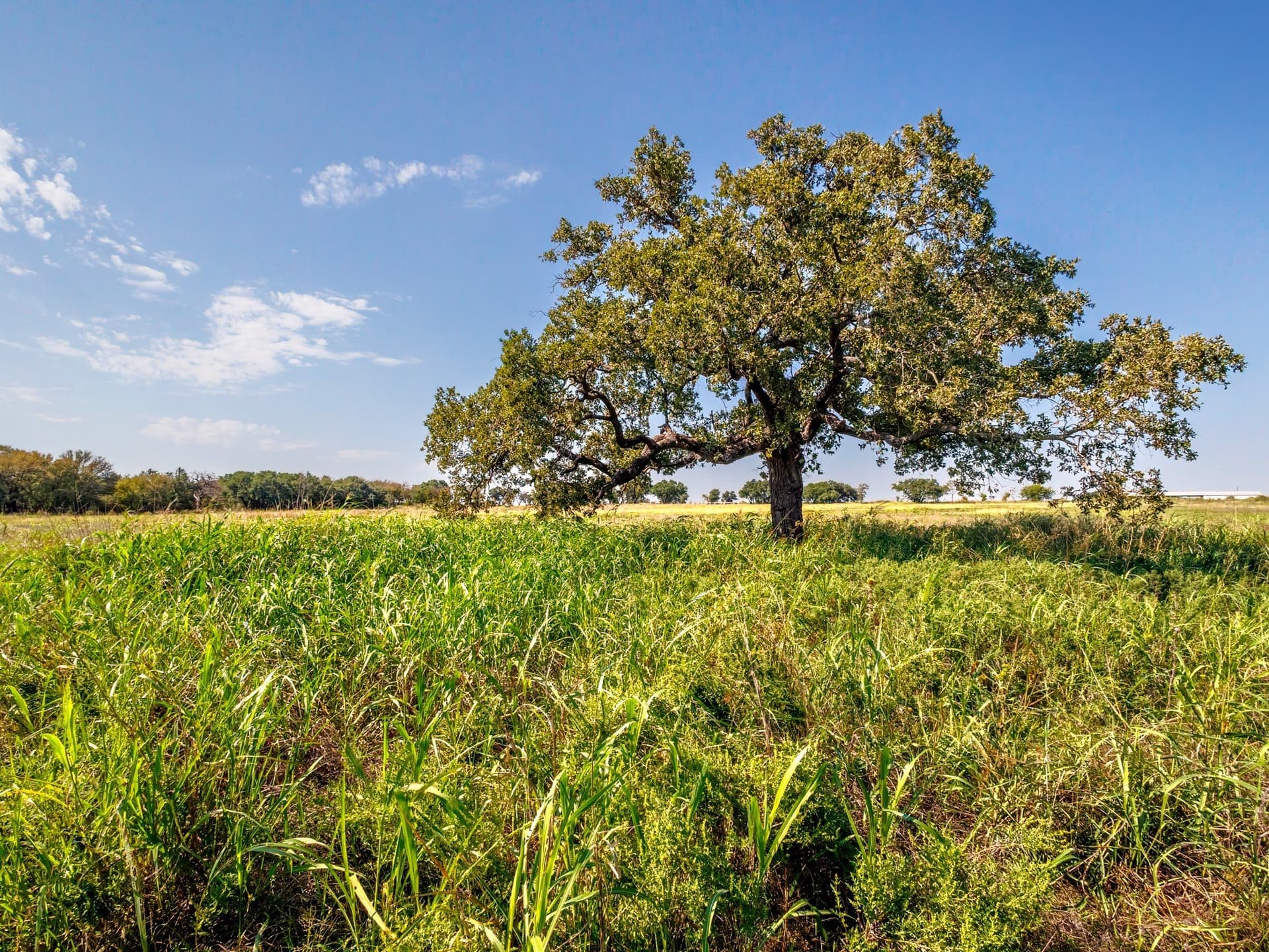 43 acres in Comanche County