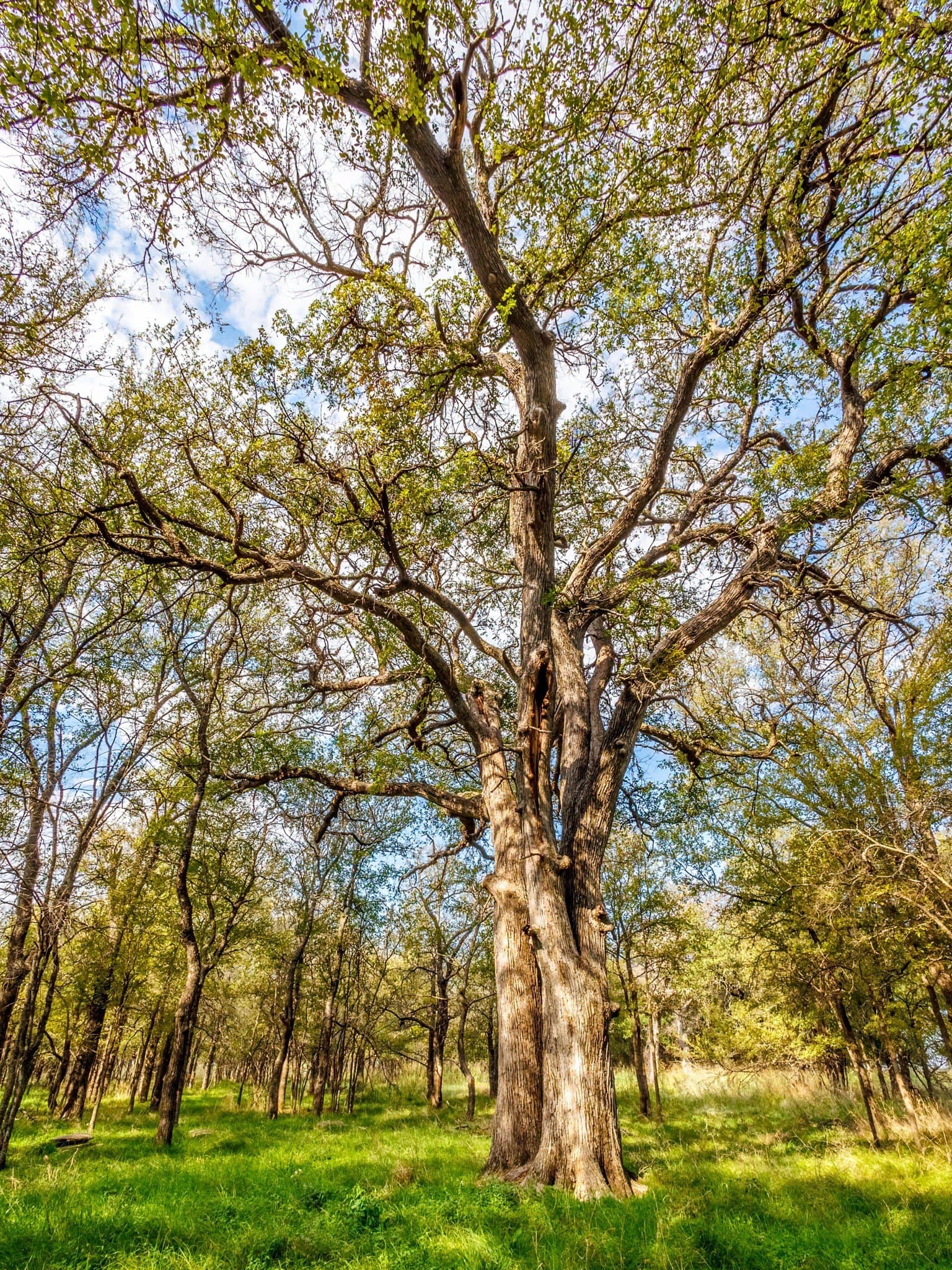 43 acres in Comanche County - photo 14
