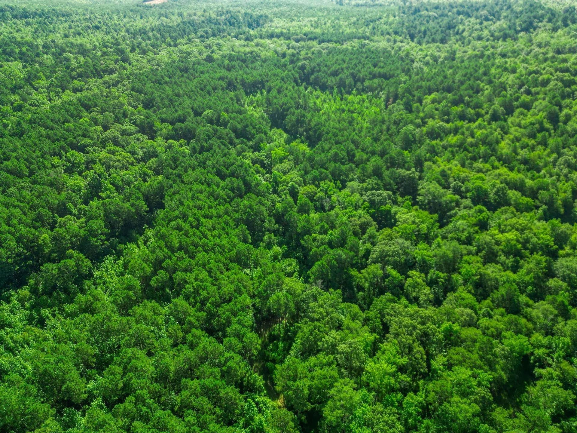 49.4 acres in Marion County - photo 9