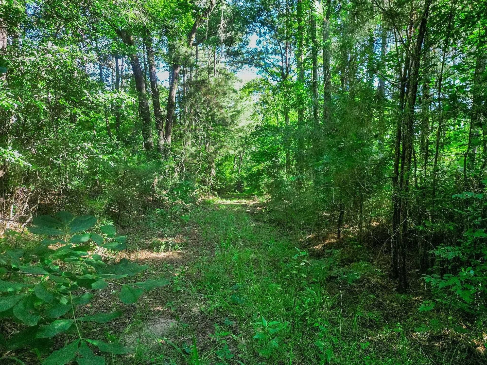 49.4 acres in Marion County gallery image 3