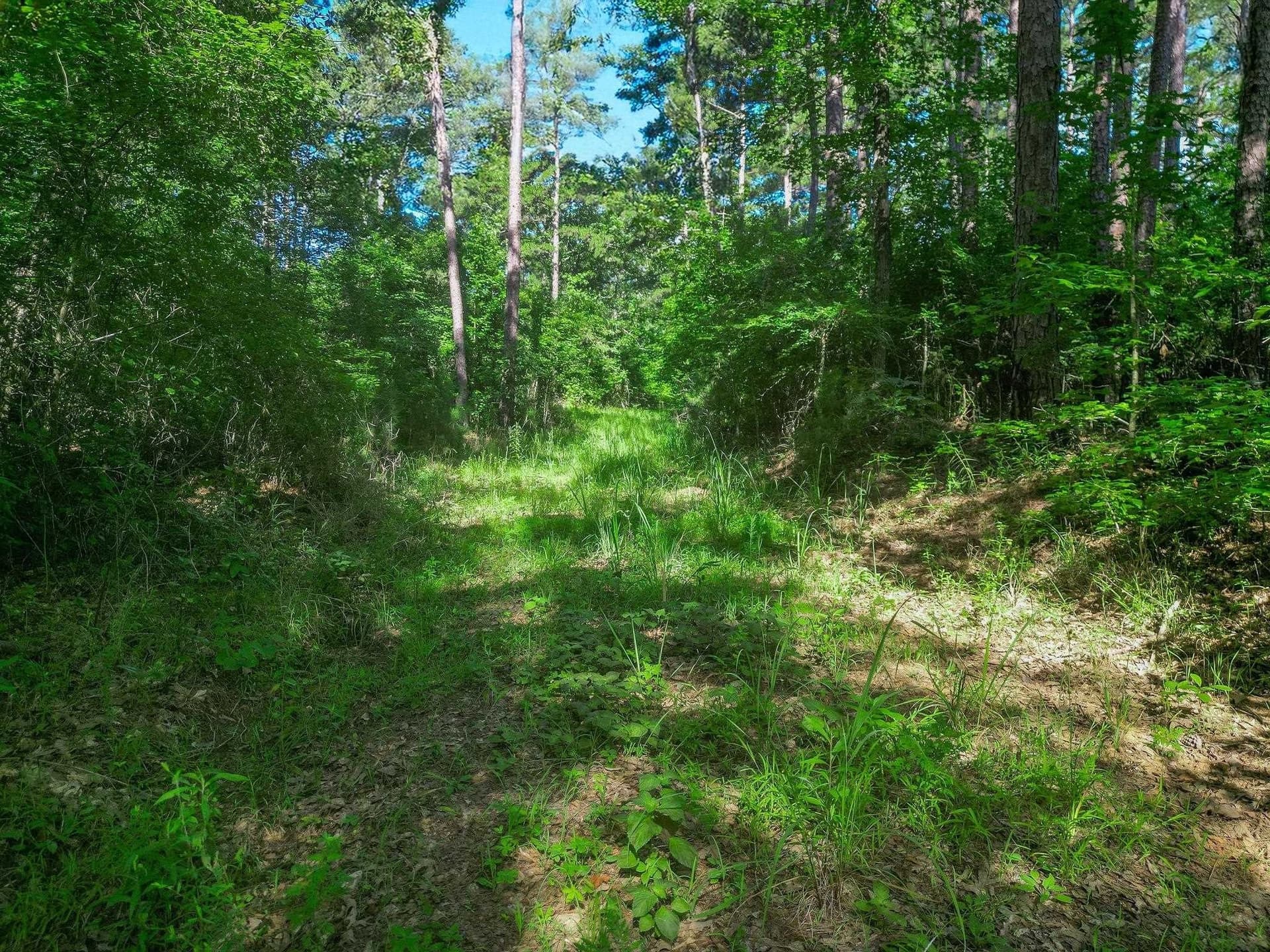 49.4 acres in Marion County gallery image 2