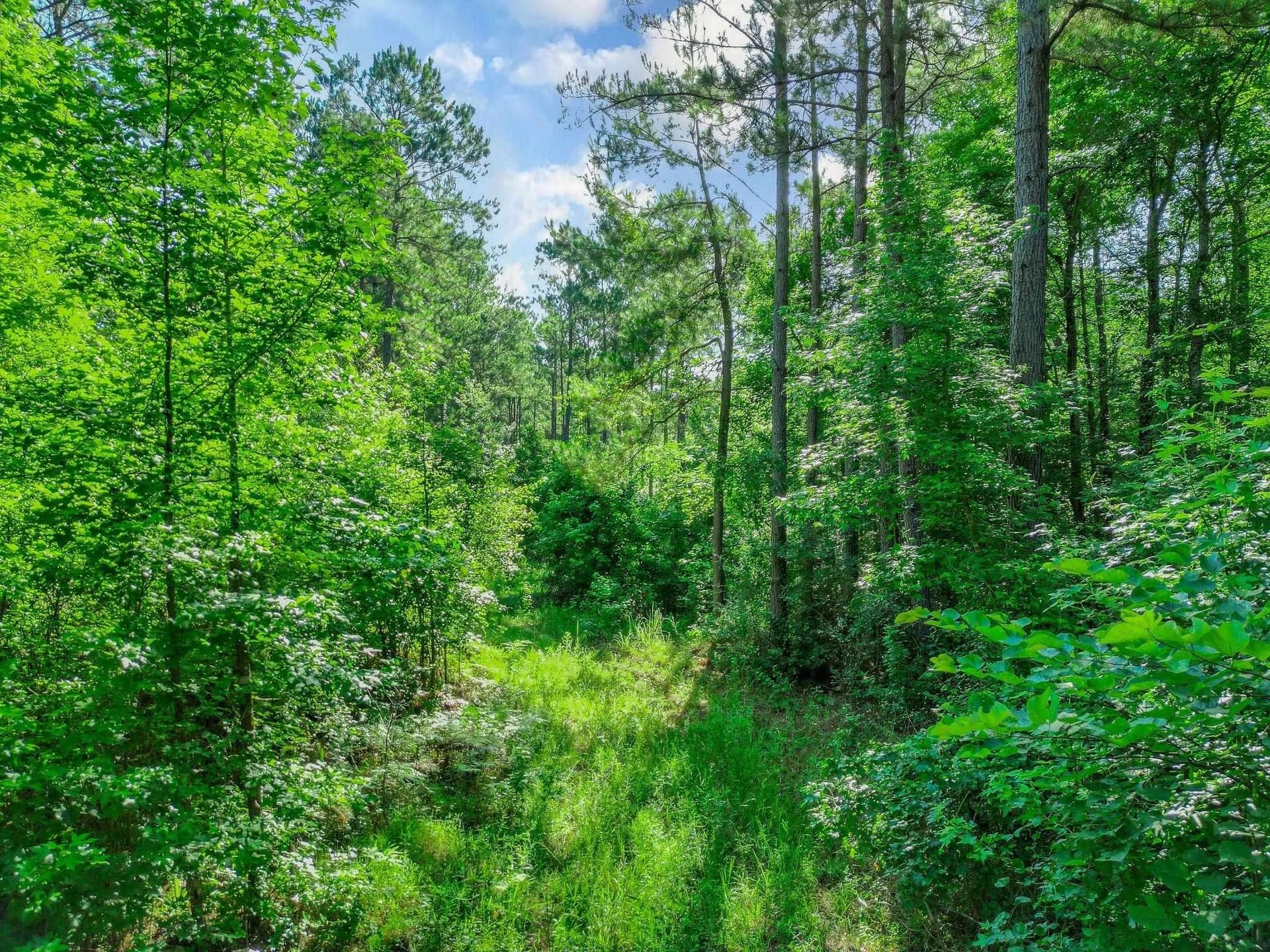 49.4 acres in Marion County gallery image 4