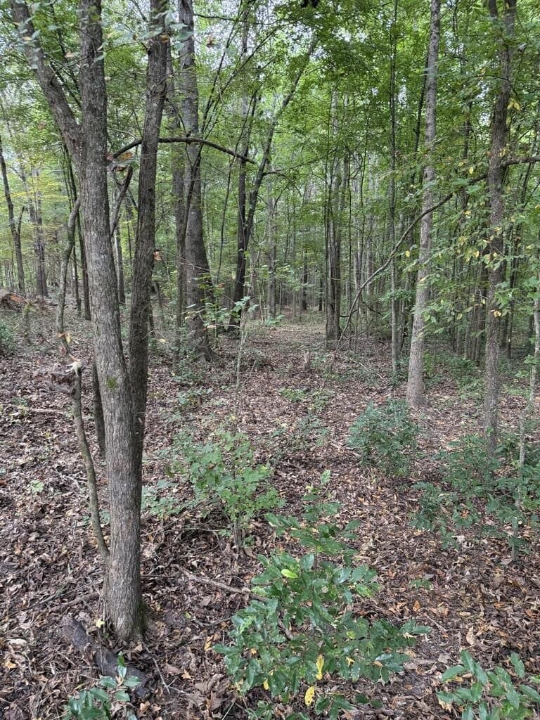 95.82 acres in Texas County - photo 5