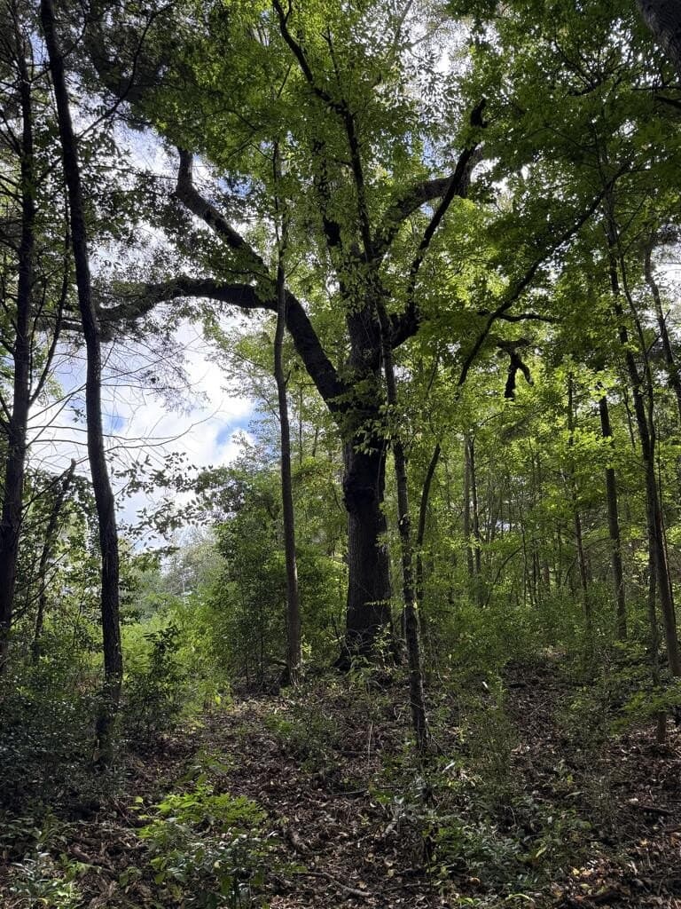 95.82 acres in Texas County - photo 3