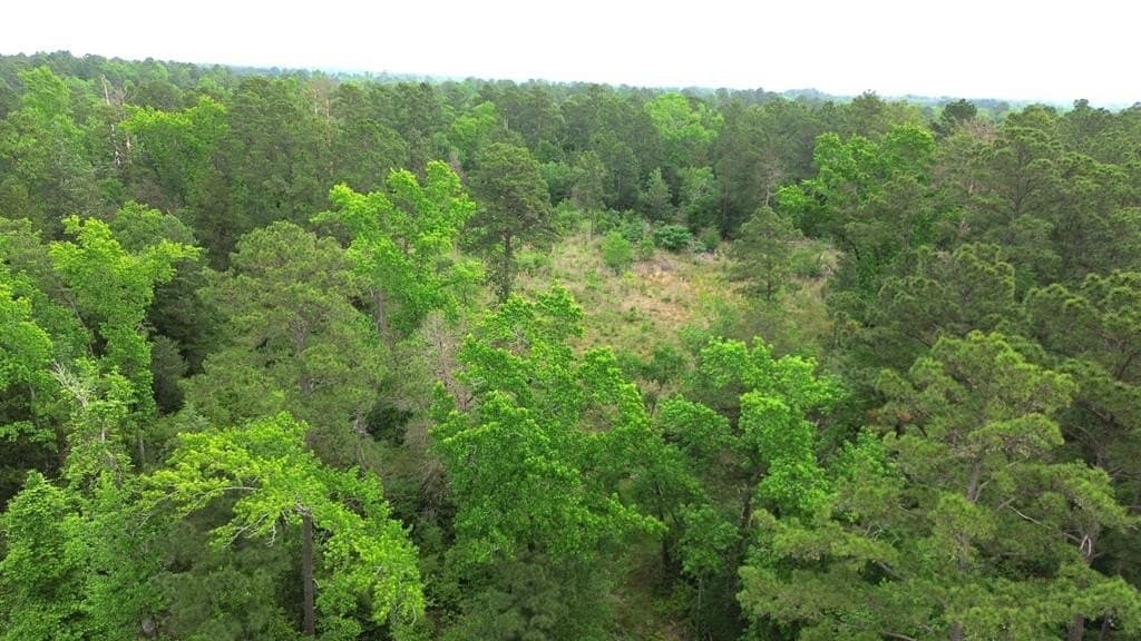 69.19 acres in Anderson County gallery image 2