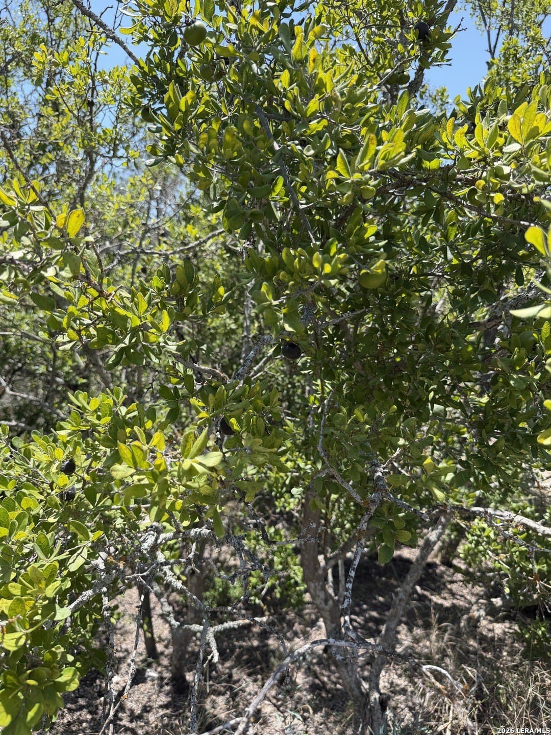 21.16 acres in Edwards County - photo 42