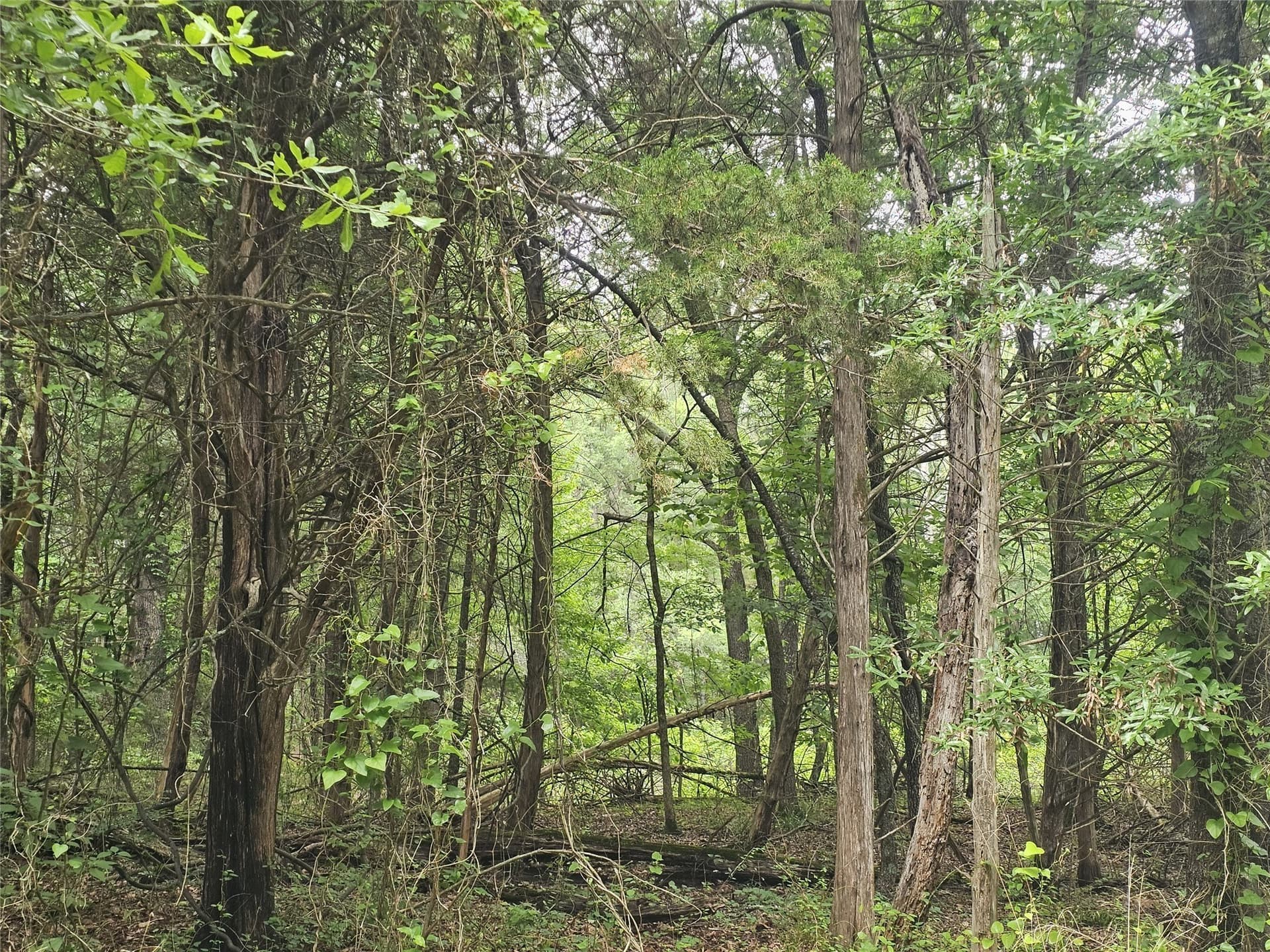 38 acres in Lamar County - photo 31