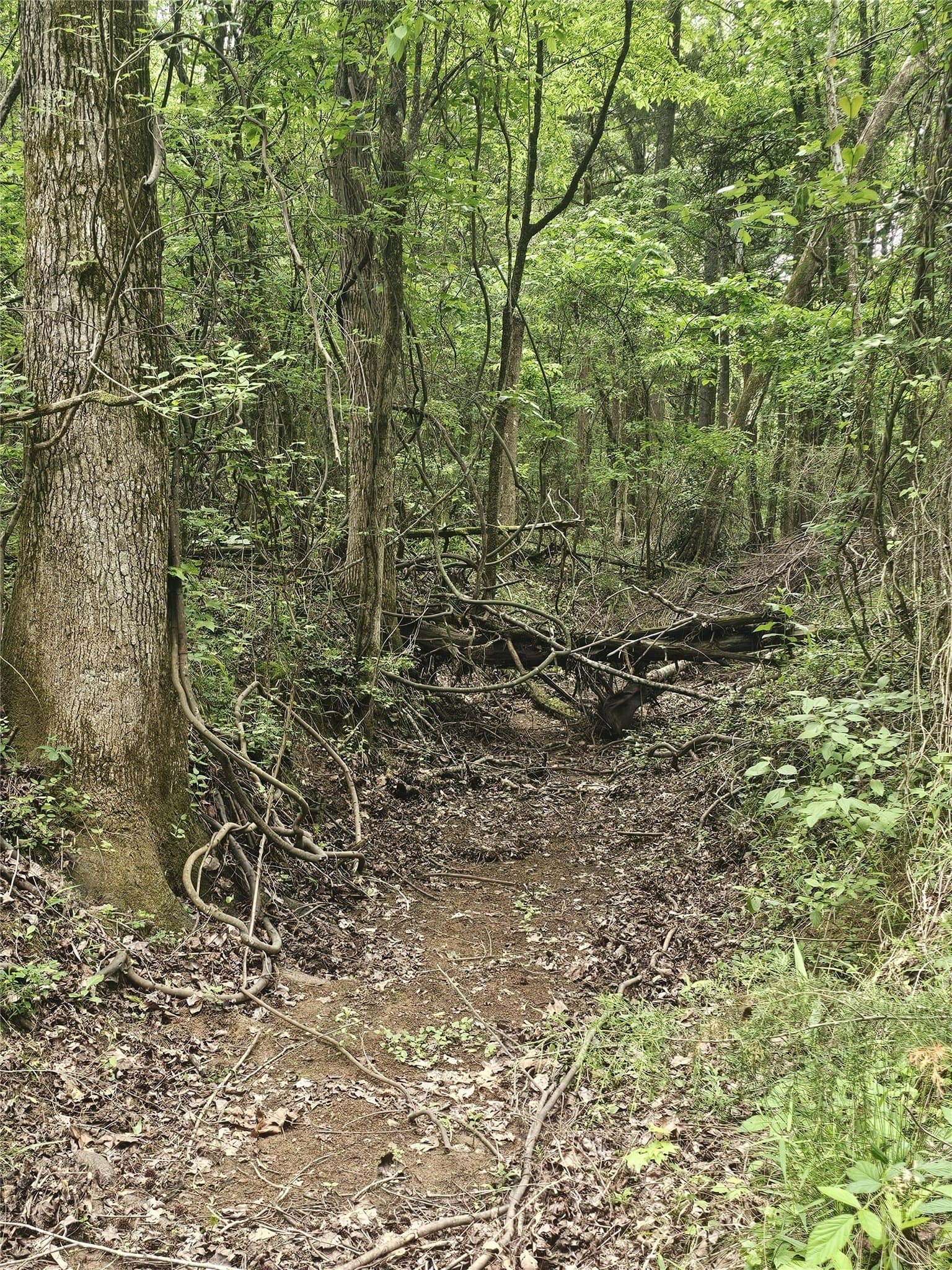 38 acres in Lamar County - photo 33