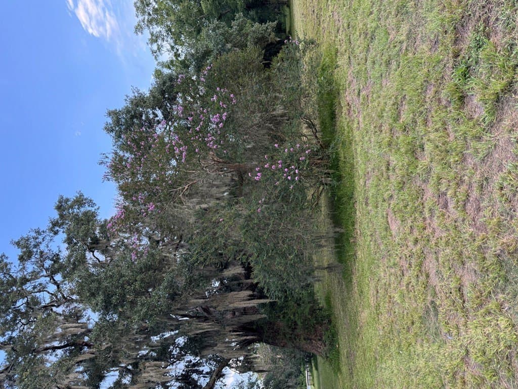 10.45 acres in Texas County gallery image 3