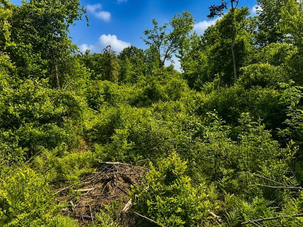 2.39 acres in Texas County gallery image 4