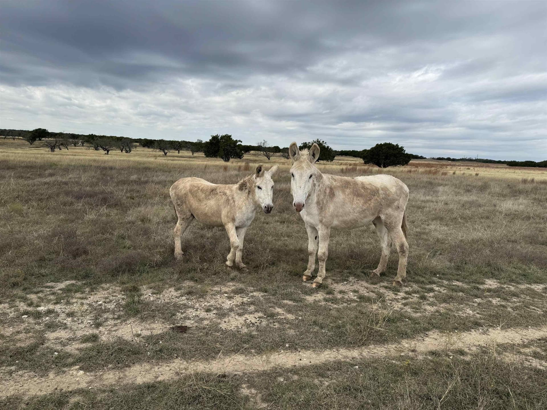 10.25 acres in Burnet County - photo 7