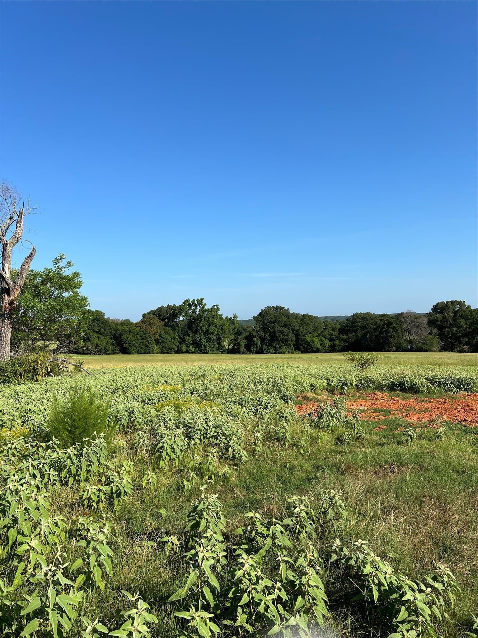 46.89 acres in Smith County - photo 13