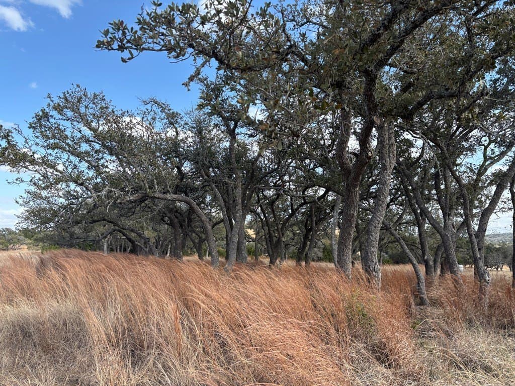 10.01 acres in Gillespie County gallery image 2