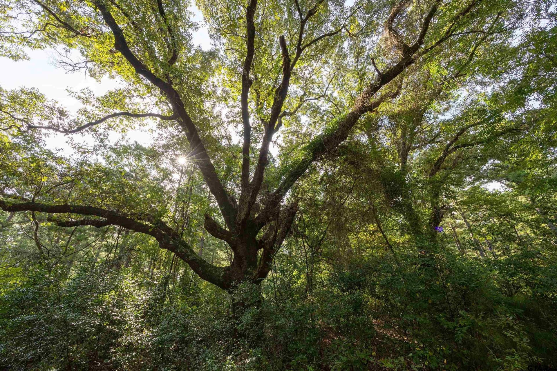 90.8 acres in Henderson County - photo 3