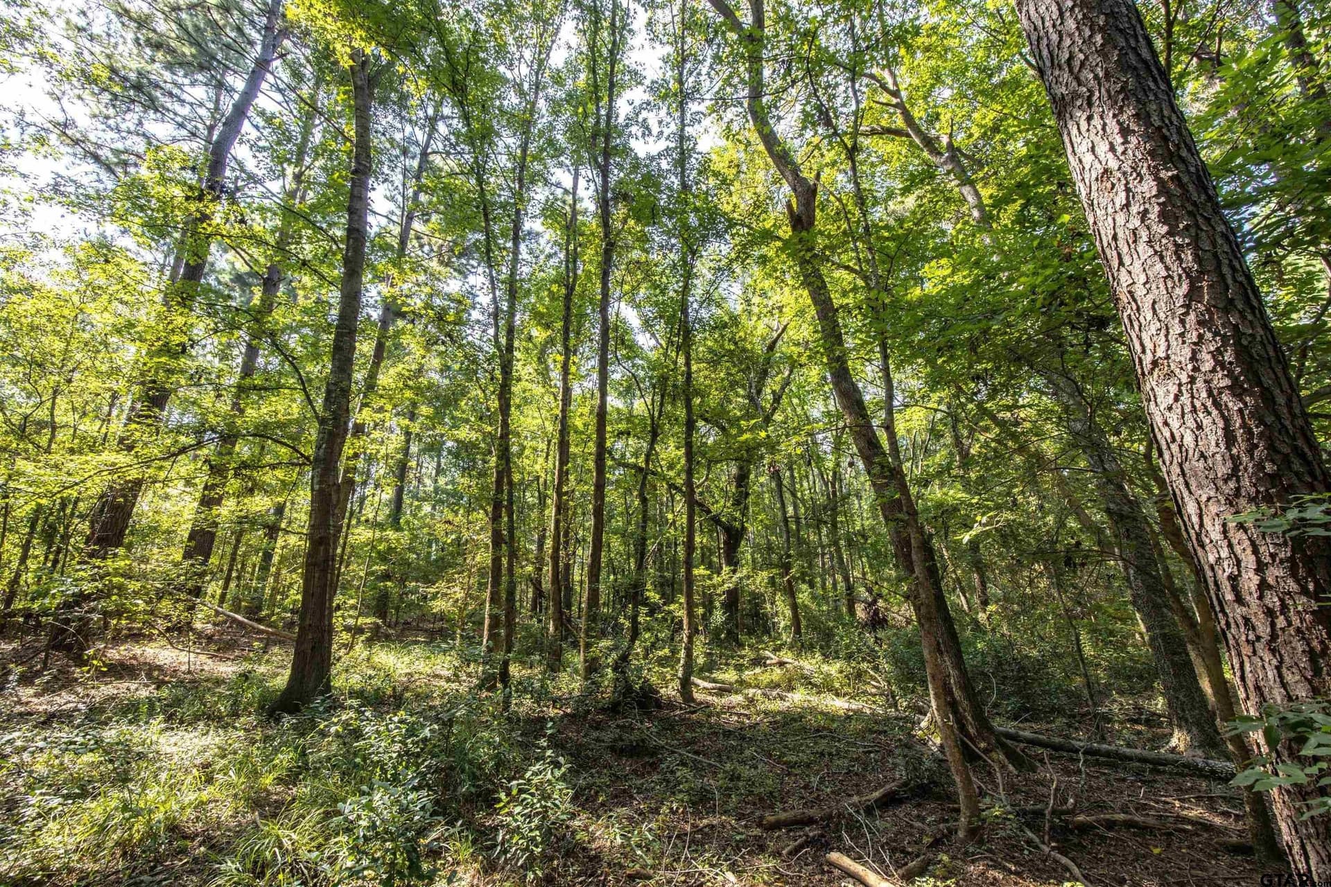 90.8 acres in Henderson County - photo 9