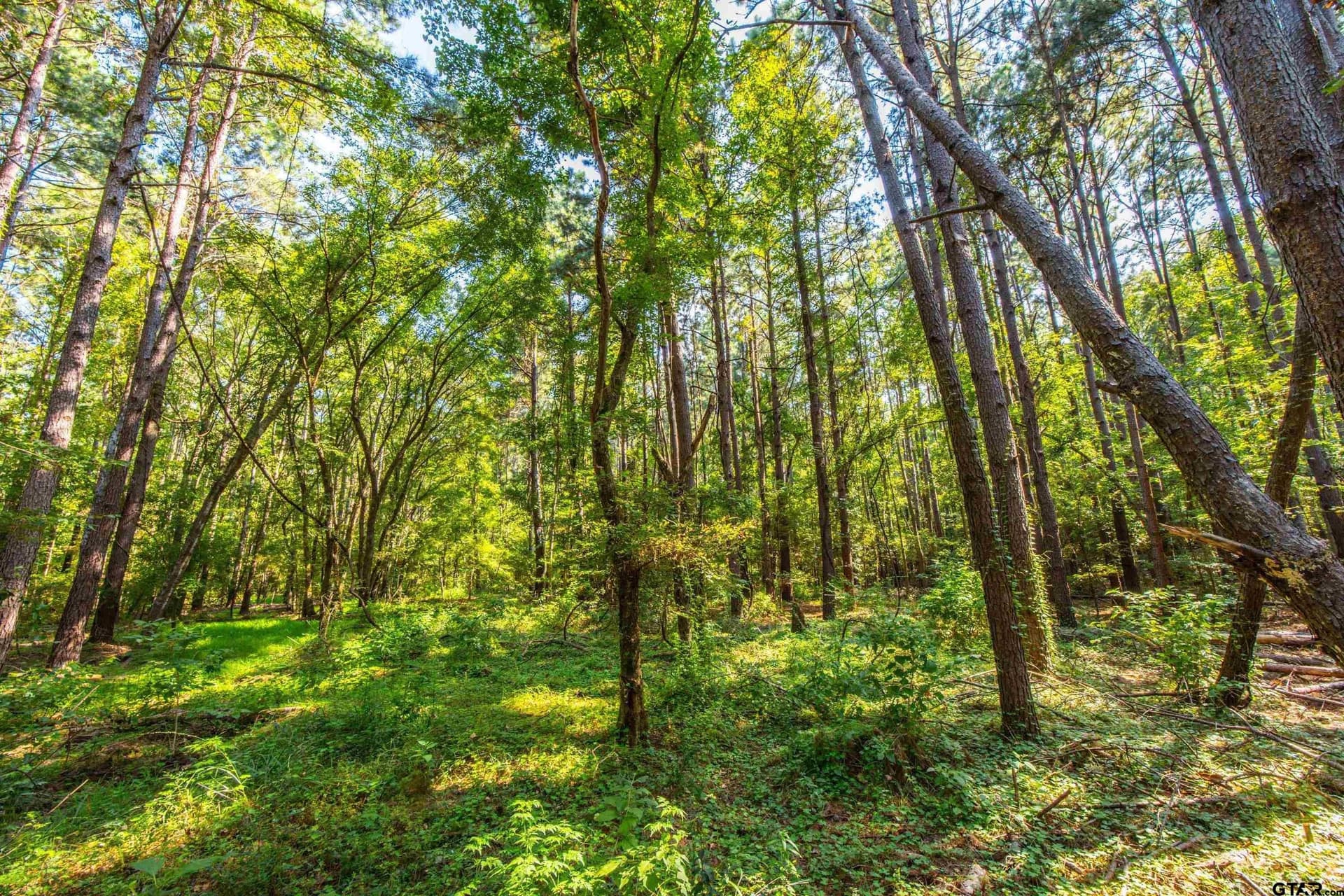 90.8 acres in Henderson County - photo 15