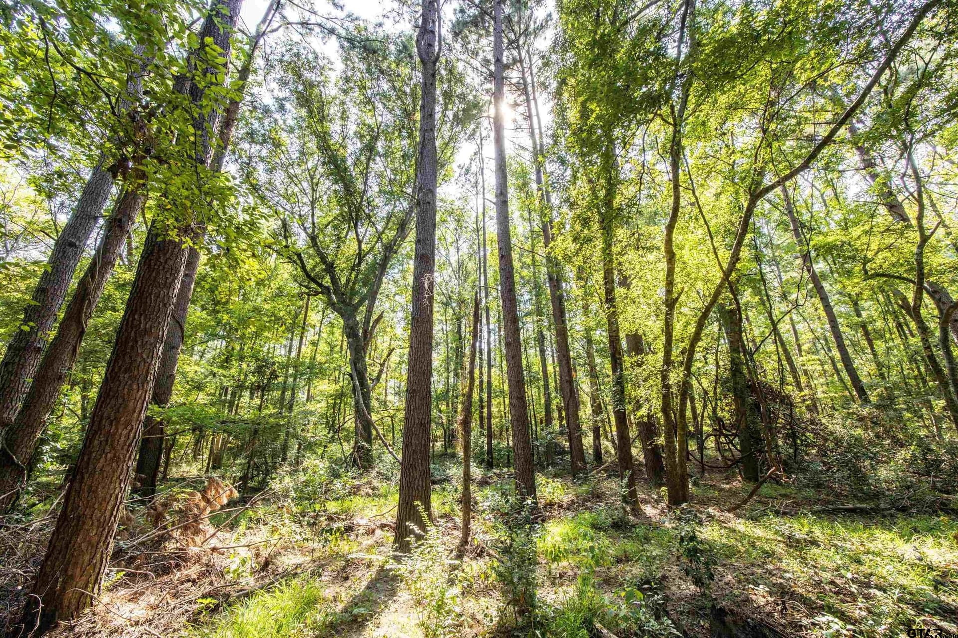90.8 acres in Henderson County - photo 7