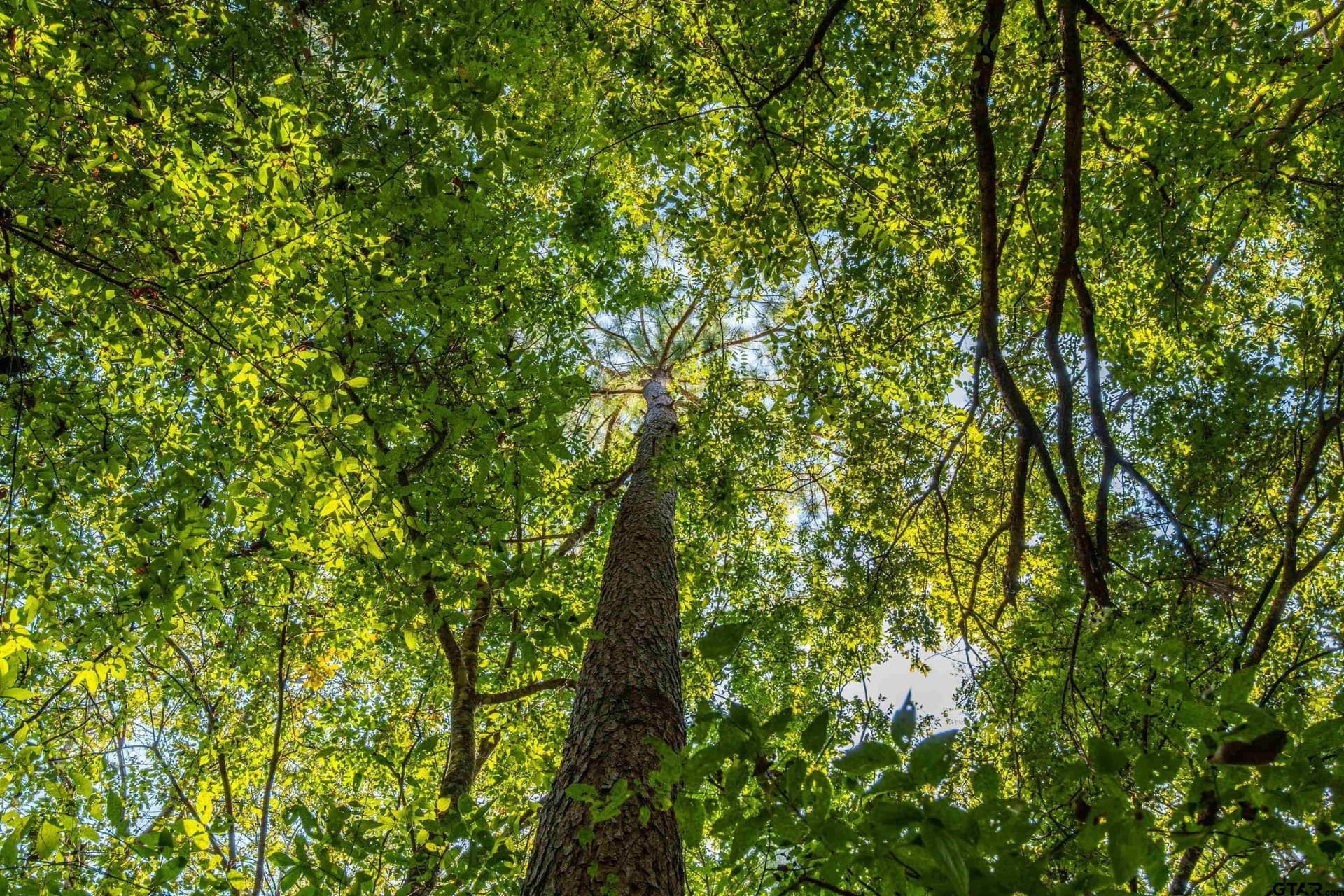 90.8 acres in Henderson County - photo 14