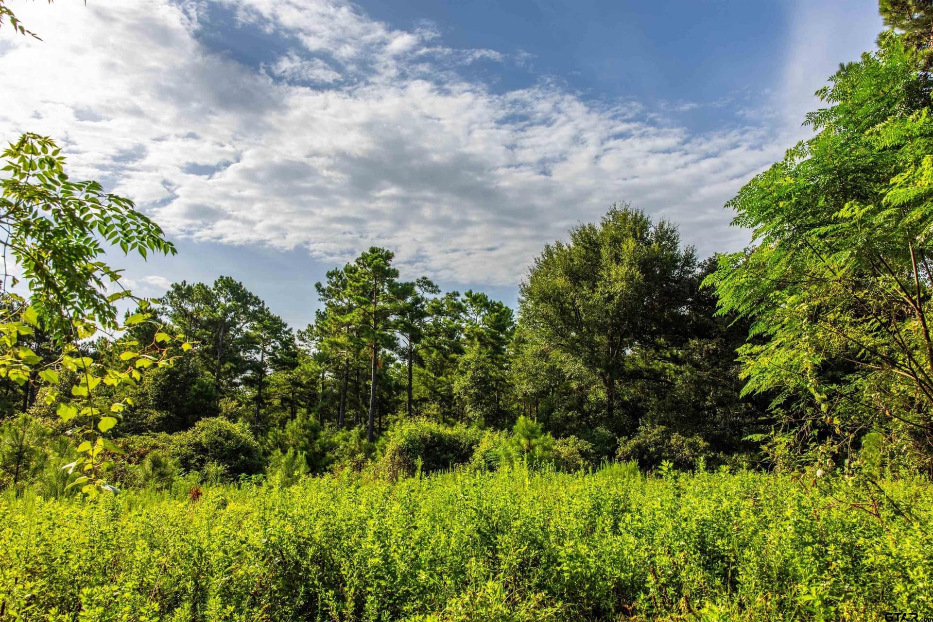 90.8 acres in Henderson County - photo 6