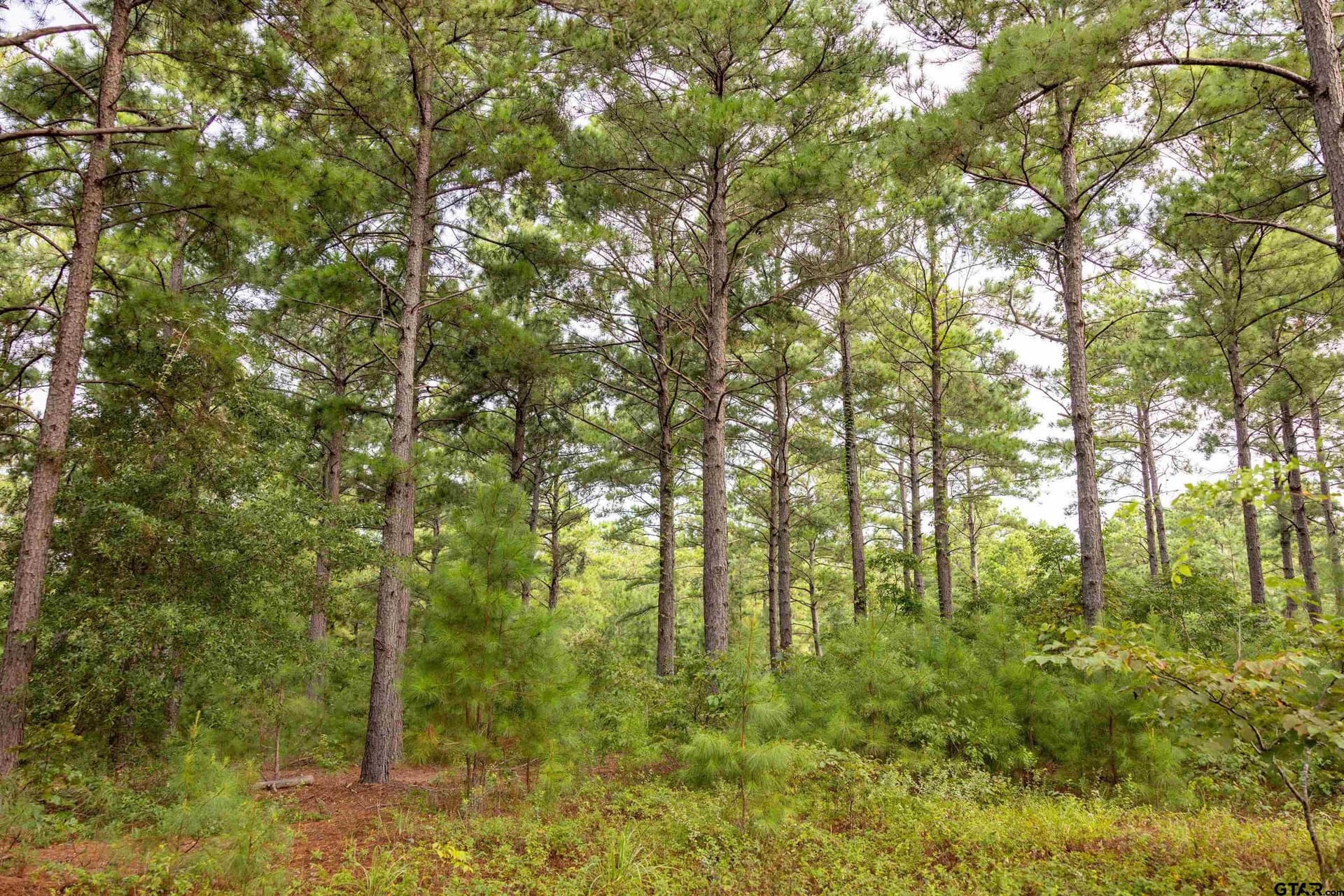 90.8 acres in Henderson County - photo 5