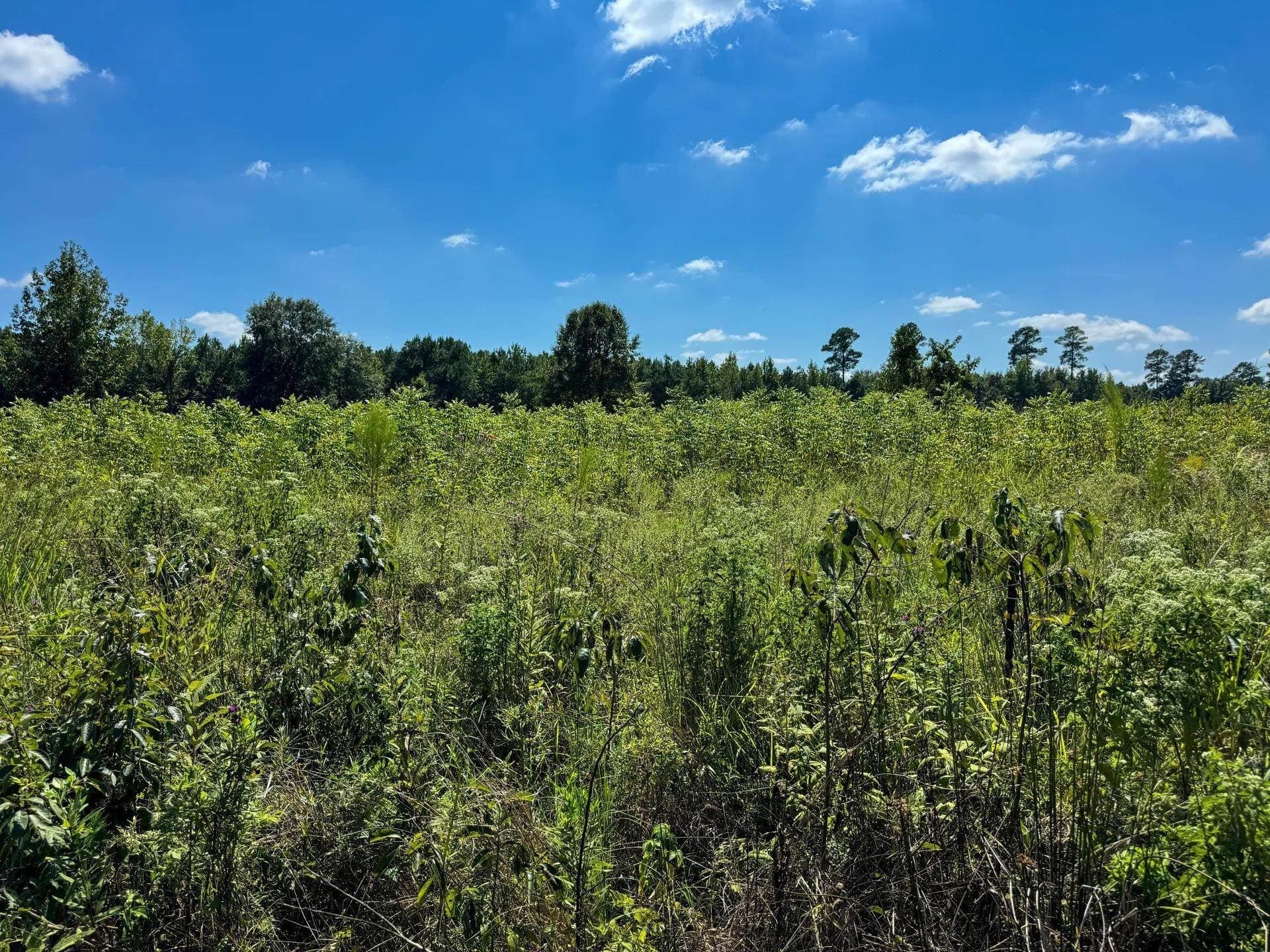 6.62 acres in Marion County - photo 19