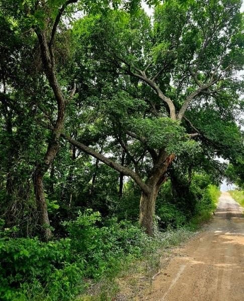 19.3 acres in Hill County gallery image 4