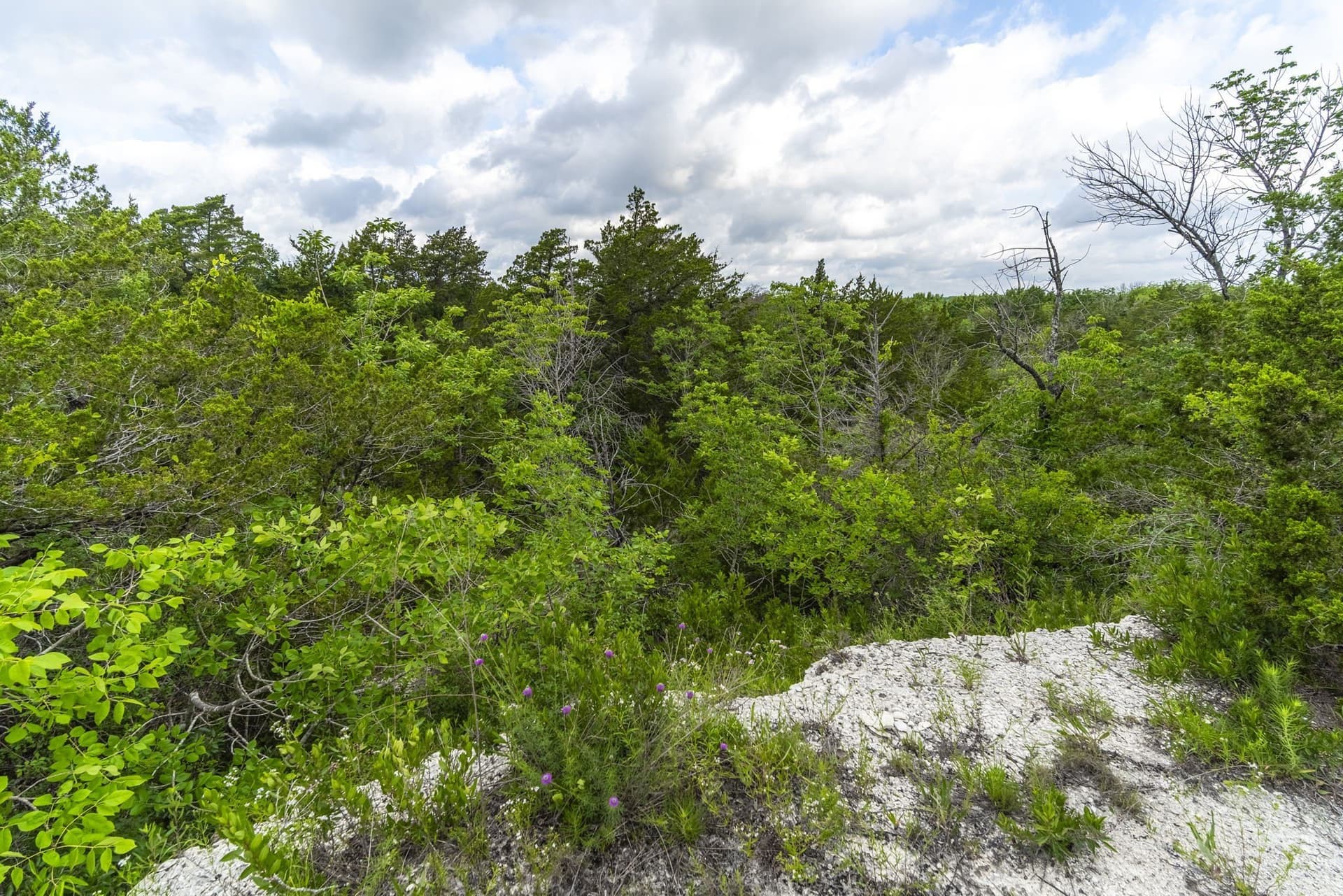 8.82 acres in Dallas County - photo 6
