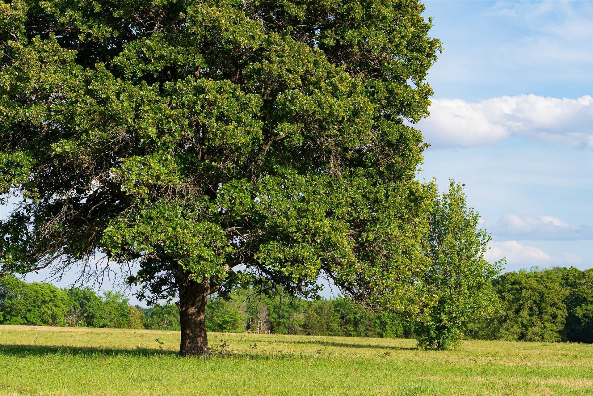 48.32 acres in Henderson County - photo 27