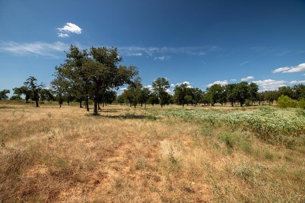 18.5 acres in Gillespie County - photo 8