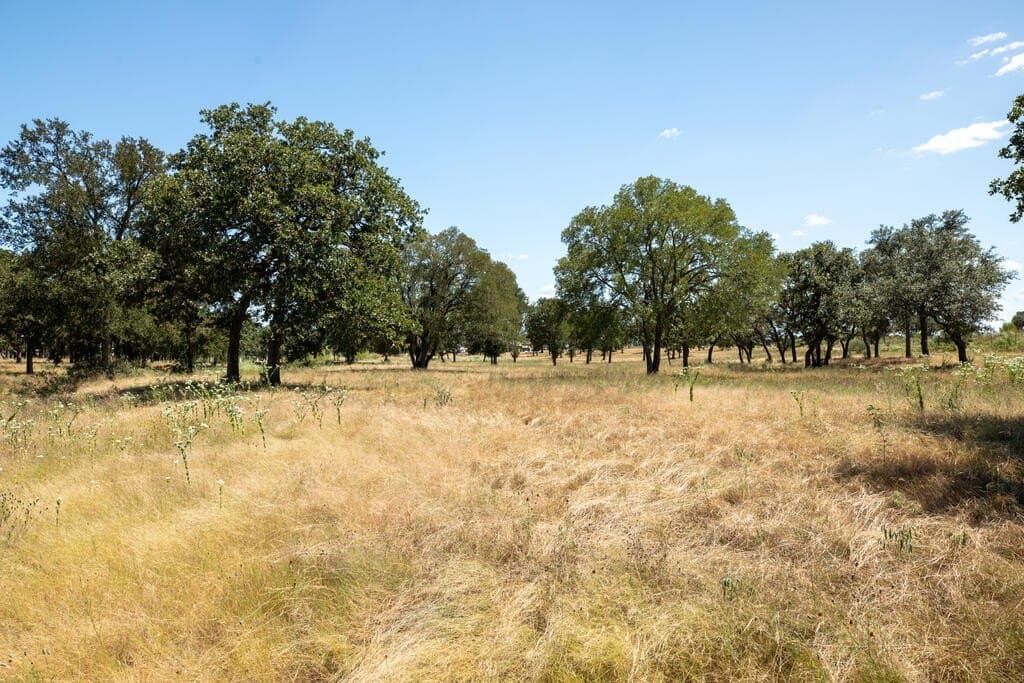 18.5 acres in Gillespie County - photo 4