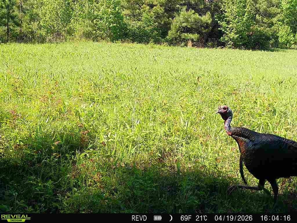 48.47 acres in Red River (TX) County - photo 11