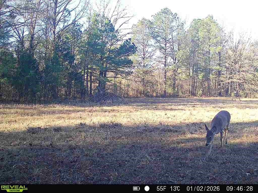 48.47 acres in Red River (TX) County - photo 9
